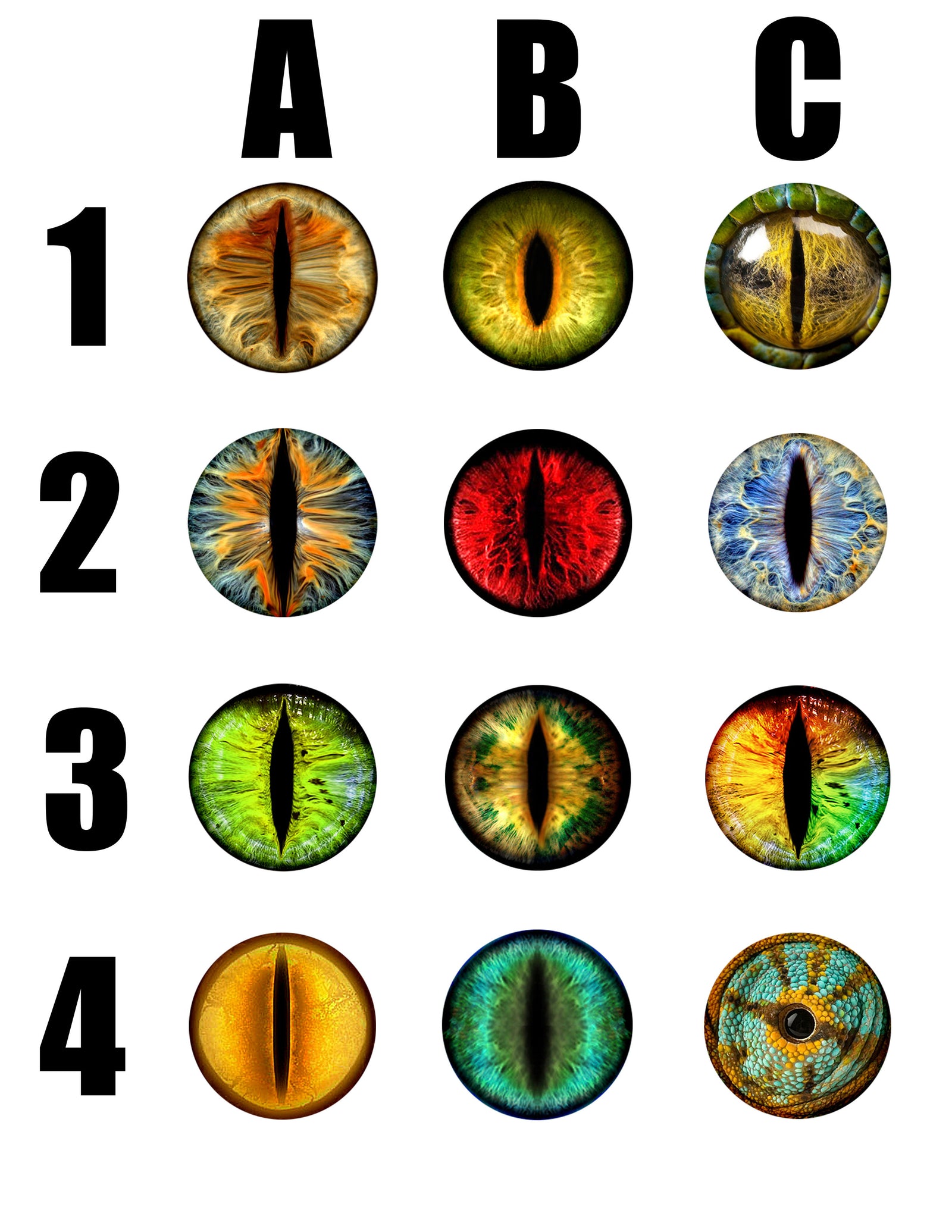 Mega Flat Style Creature Eye Lollipop 1-piece by I Want Candy!